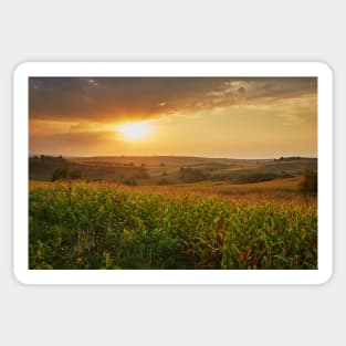 Corn field at sunset Sticker